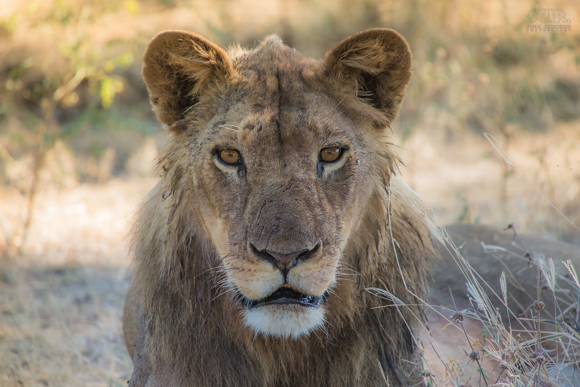 South Luangwa - Leeuw Elke ochtend en namiddag maakten we een game drive met onze zeer goede gids. We hadden bijna dagelijks zeer veel geluk met onze waarnemingen. Op onze eerst dag kwamen we een koppel leeuwen en nog een troep van 4 mannetjes leeuwen tegen die in elkaars territorium waren gekomen. Stefan Cruysberghs